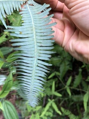 Dicranopteris linearis