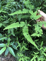 Dicranopteris linearis