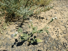 Heliotropium ellipticum