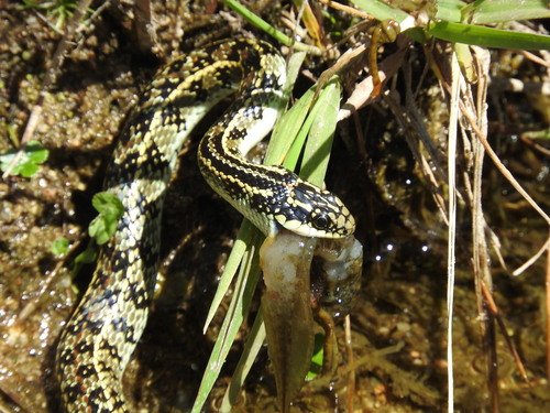 Photo of a Vanzolini's Ground Snake (Lygophis vanzolinii)