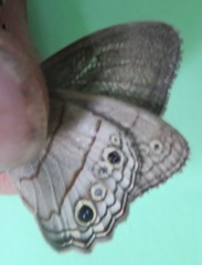 Cissia themis