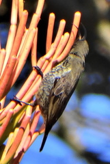 Chalcomitra senegalensis gutturalis