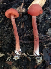 Laccaria paraphysata