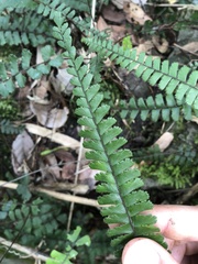 Adiantum malesianum