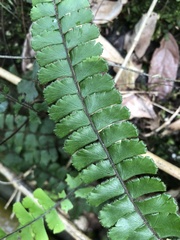 Adiantum malesianum