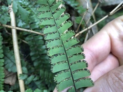 Adiantum malesianum