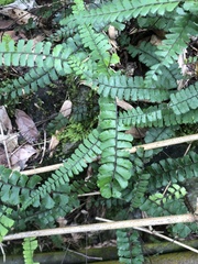 Adiantum malesianum