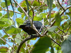 Ducula pacifica