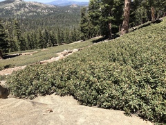 Chrysolepis sempervirens