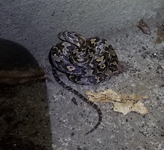 Trimorphodon quadruplex