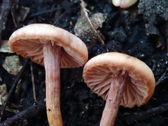 Laccaria paraphysata