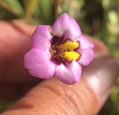 Diplacus torreyi