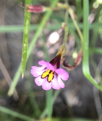 Diplacus torreyi
