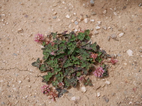Trifolium physodes