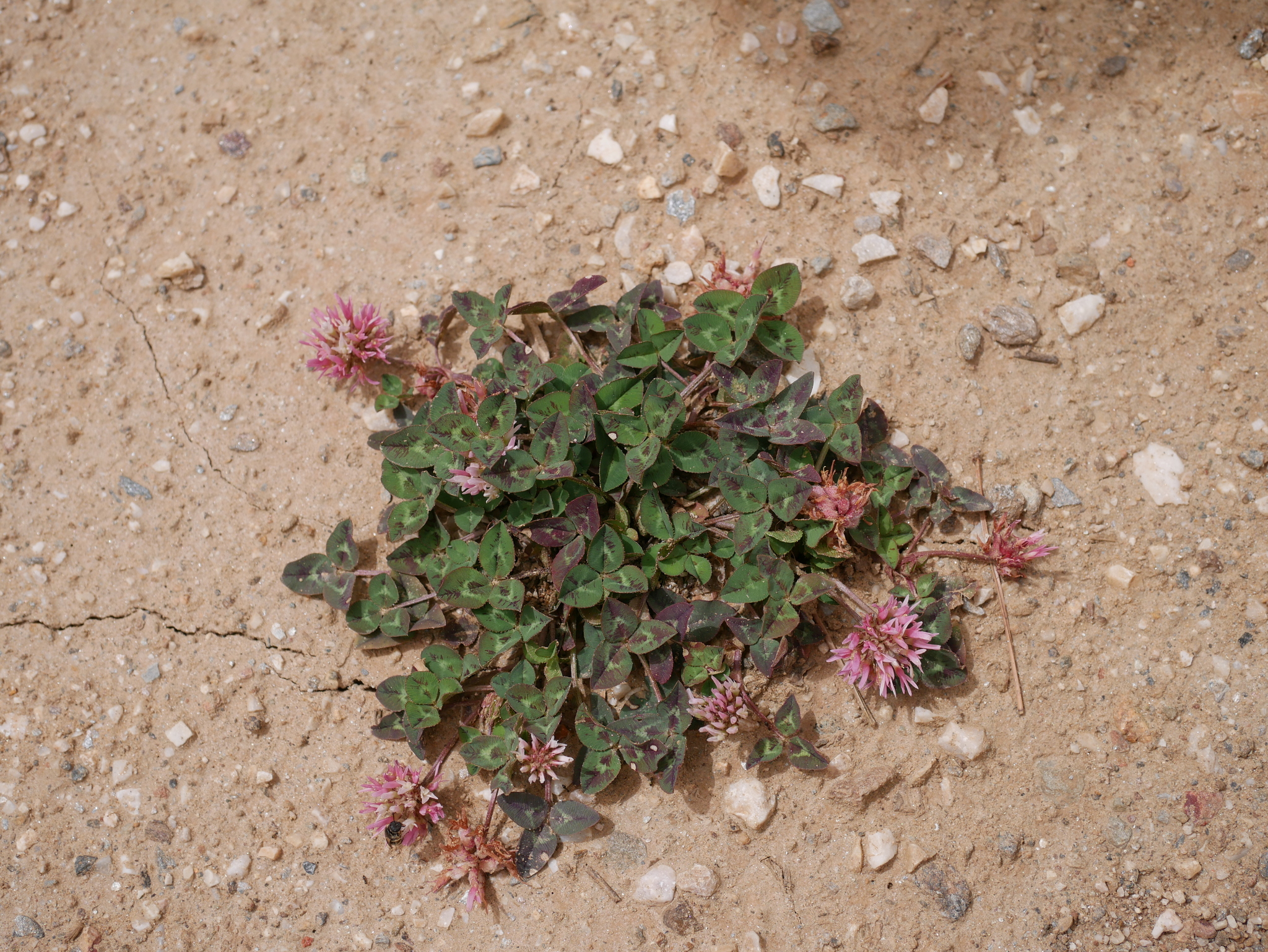 Trifolium physodes