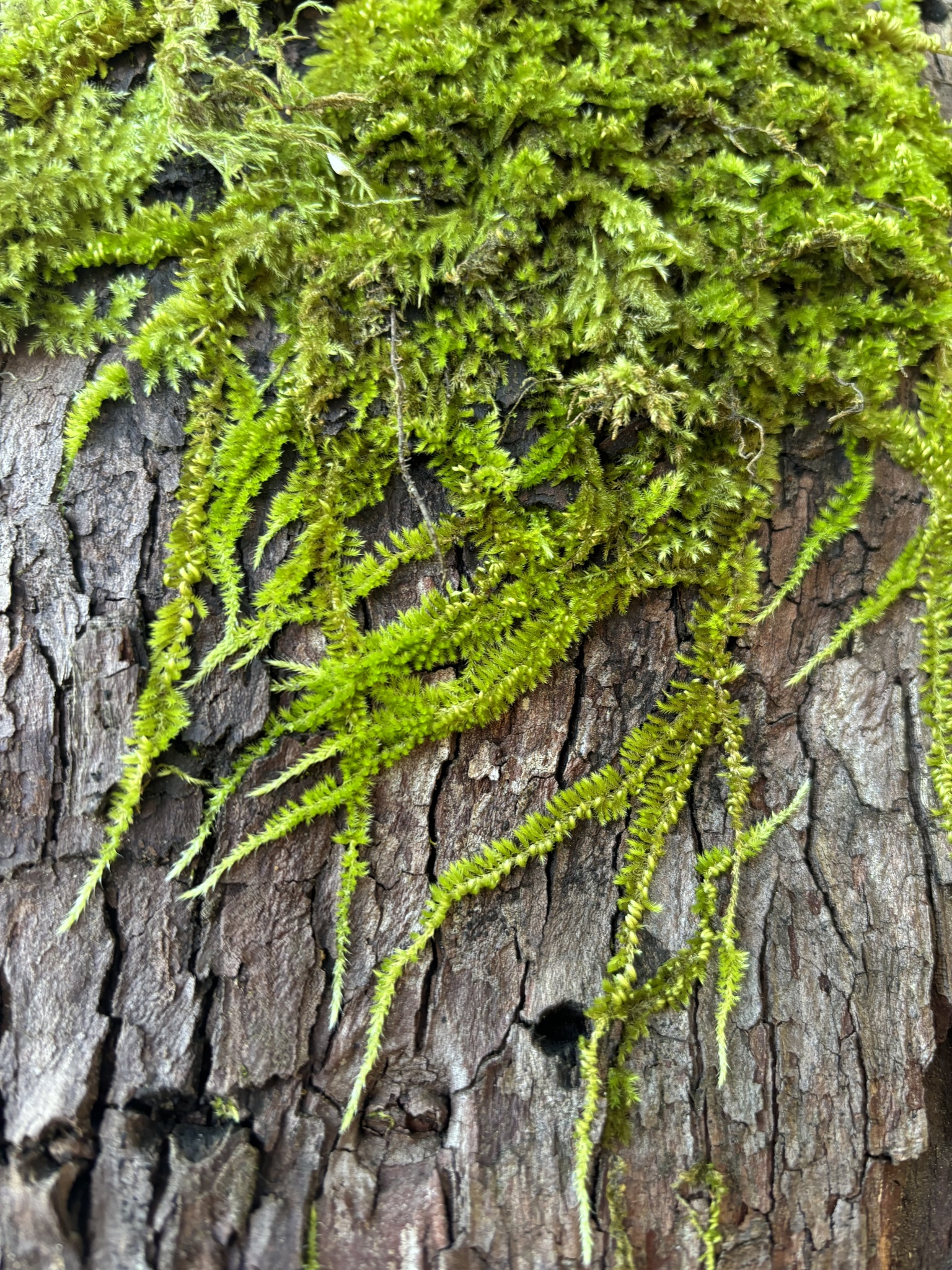 Homalothecium nuttallii
