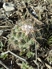Coryphantha pallida