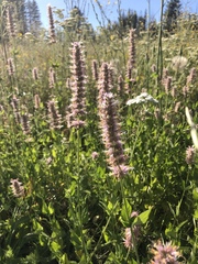 Agastache urticifolia