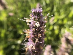 Agastache urticifolia