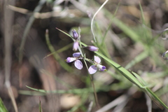 Hebecarpa barbeyana