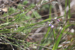 Hebecarpa barbeyana