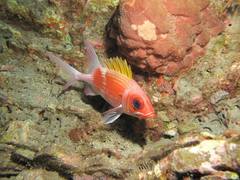 Holocentrus adscensionis