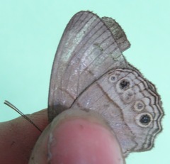 Cissia themis