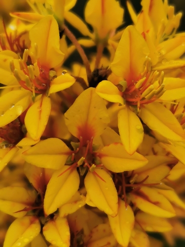 Galphimia glauca