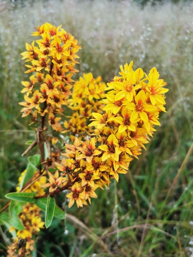 Galphimia glauca