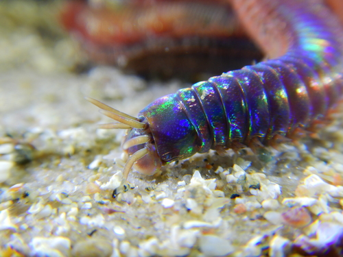 Marphysa sanguinea observed 2021-03-03