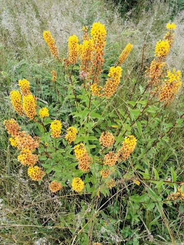 Galphimia glauca