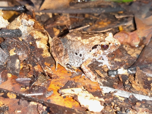 Mottled Squeaker