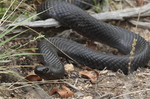 Blue-bellied Black Snake sighting