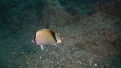 Chaetodon sedentarius