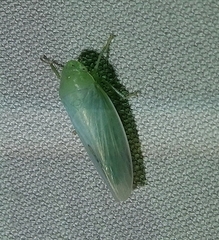 Gyponana angulata
