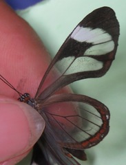 Ithomia patilla