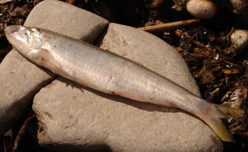 Anchovy (Lycengraulis grossidens) — Engraulidae — 3
