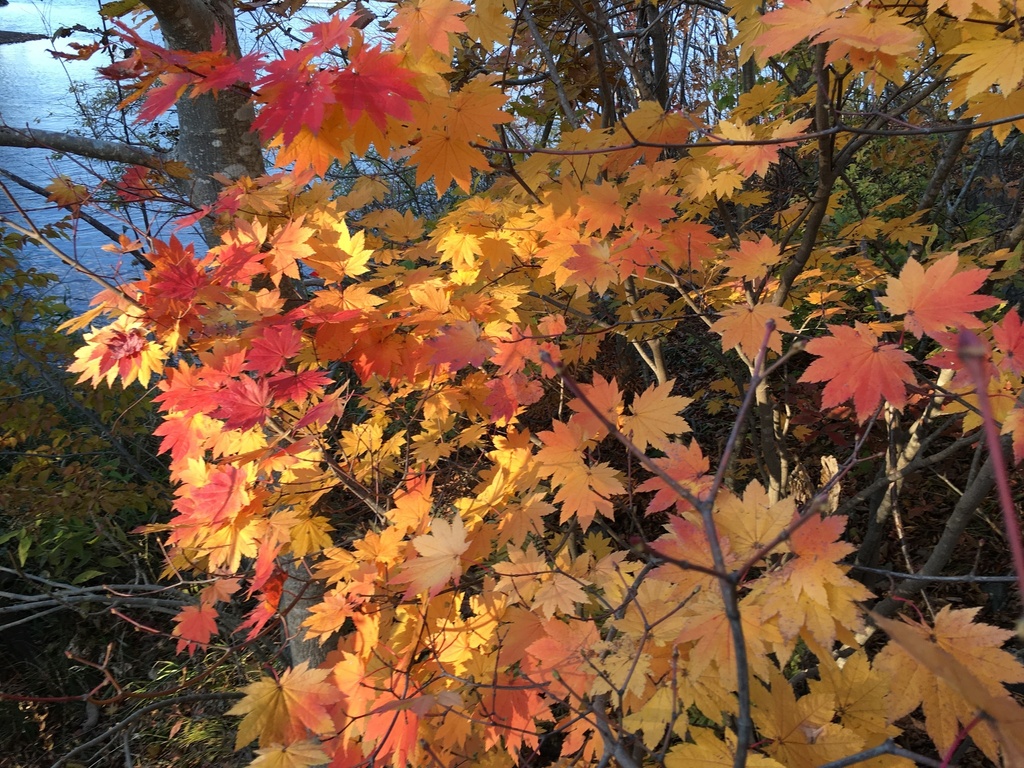 Acer japonicum, 大沼国定公園, Nanae, Hokkaido, JP