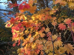 Acer japonicum