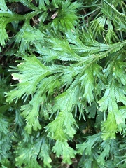 Selaginella trachyphylla