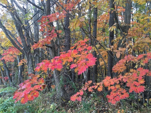 Acer japonicum