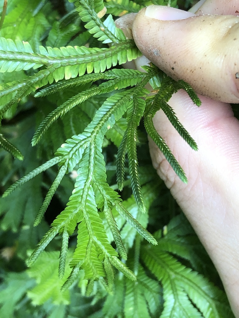 Selaginella trachyphylla (Selaginella trachyphylla)