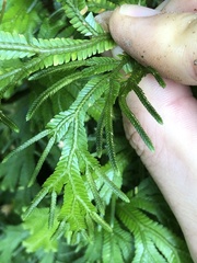 Selaginella trachyphylla