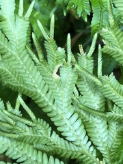 Selaginella trachyphylla