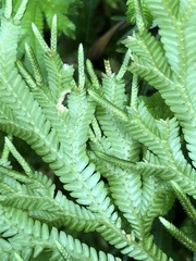 Selaginella trachyphylla
