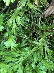 Selaginella trachyphylla