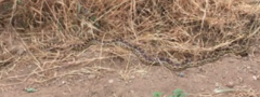 Pituophis catenifer