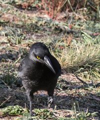 Strepera graculina graculina