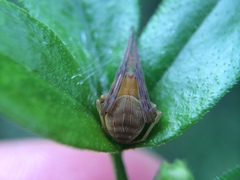 Acacesia hamata