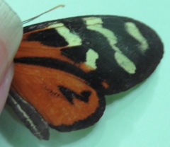 Mechanitis polymnia isthmia